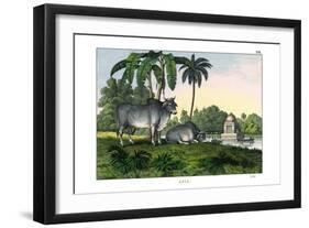 Zebu, 1860-null-Framed Giclee Print