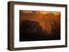 Zebu cattle grazing at dusk, Tanzania, East Africa, Africa-Ashley Morgan-Framed Photographic Print