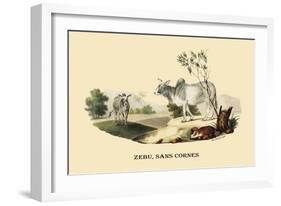 Zebu, Sans Cornes-E.f. Noel-Framed Premium Giclee Print