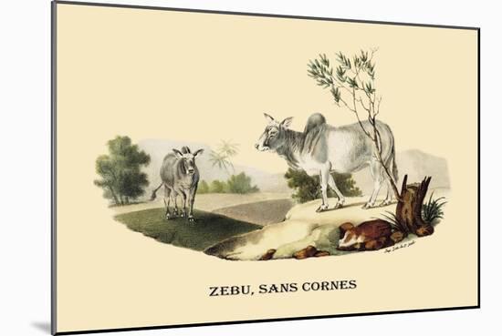 Zebu, Sans Cornes-E.f. Noel-Mounted Premium Giclee Print