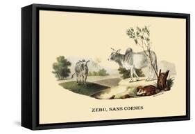 Zebu, Sans Cornes-E.f. Noel-Framed Stretched Canvas