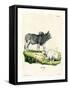 Zebu-null-Framed Stretched Canvas