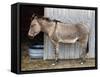 Zedonk' Zebra-Donkey Hybrid-null-Framed Stretched Canvas