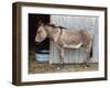 Zedonk' Zebra-Donkey Hybrid-null-Framed Photographic Print