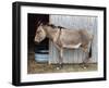 Zedonk' Zebra-Donkey Hybrid-null-Framed Photographic Print