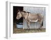 Zedonk' Zebra-Donkey Hybrid-null-Framed Photographic Print