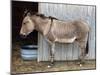 Zedonk' Zebra-Donkey Hybrid-null-Mounted Photographic Print