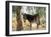 Zeedonk Zebra X Donkey Hybrid-null-Framed Photographic Print