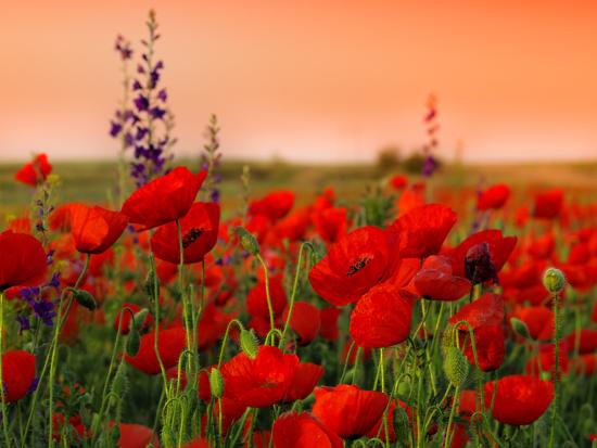 Premium Photographic Print, , large