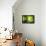 Zen Basalt Stones and Bamboo-scorpp-Framed Stretched Canvas displayed on a wall