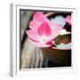 Zen Bowl-null-Framed Photographic Print