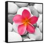 Zen Flower-null-Framed Stretched Canvas