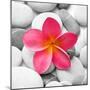 Zen Flower-null-Mounted Premium Photographic Print