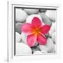 Zen Flower-null-Framed Photographic Print