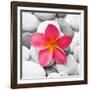 Zen Flower-null-Framed Photographic Print