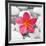 Zen Flower-null-Framed Photographic Print