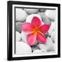 Zen Flower-null-Framed Photographic Print