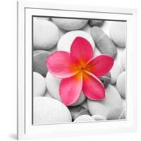 Zen Flower-null-Framed Photographic Print