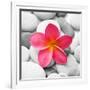 Zen Flower-null-Framed Photographic Print