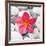 Zen Flower-null-Framed Photographic Print