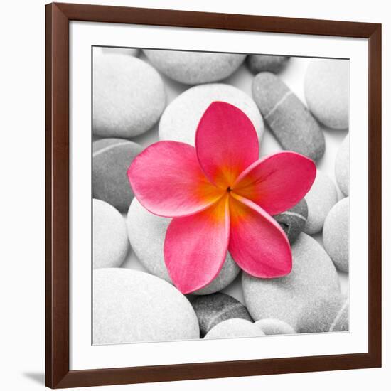 Zen Flower-null-Framed Photographic Print