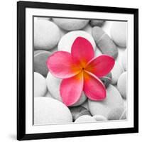 Zen Flower-null-Framed Photographic Print