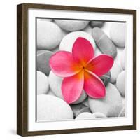 Zen Flower-null-Framed Photographic Print