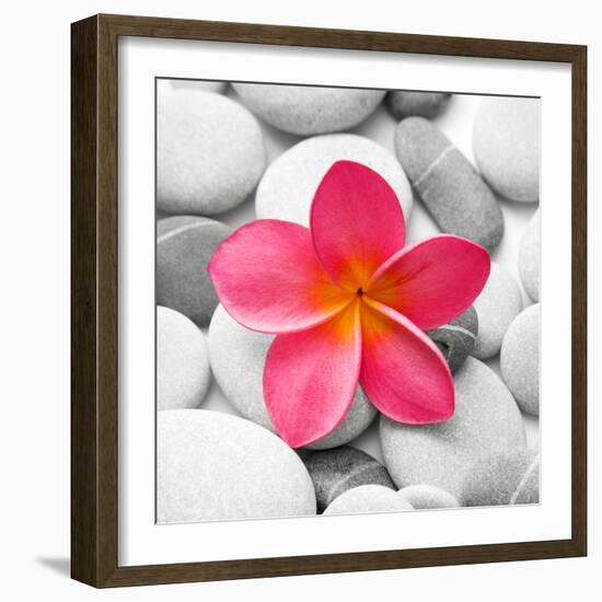 Zen Flower-null-Framed Photographic Print