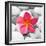 Zen Flower-null-Framed Photographic Print