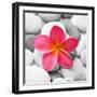 Zen Flower-null-Framed Photographic Print