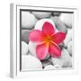 Zen Flower-null-Framed Photographic Print