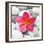 Zen Flower-PhotoINC Studio-Framed Art Print