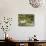 Zen Garden, Anduze, Gard, France, Europe-null-Photographic Print displayed on a wall