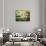 Zen Garden-Viviane Fedieu Daniel-Photographic Print displayed on a wall