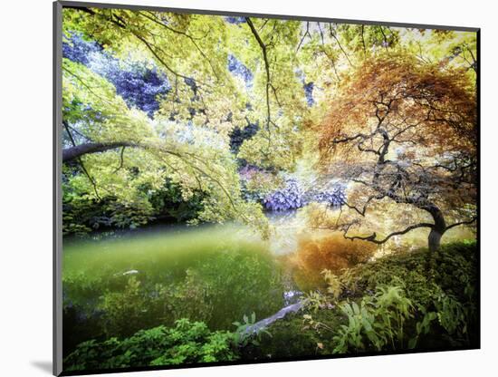 Zen Garden-Viviane Fedieu Daniel-Mounted Photographic Print