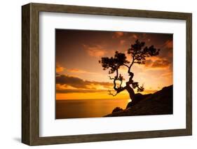 Zen is a Tree on the Cliff Rocks and Sunset over the Sea-Yarygin-Framed Photographic Print