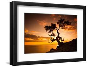 Zen is a Tree on the Cliff Rocks and Sunset over the Sea-Yarygin-Framed Photographic Print