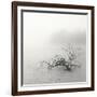 Zen Lake-Nicholas Bell-Framed Photographic Print