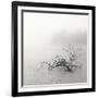 Zen Lake-Nicholas Bell-Framed Photographic Print