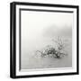 Zen Lake-Nicholas Bell-Framed Photographic Print