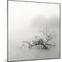 Zen Lake-Nicholas Bell-Mounted Photographic Print