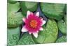 Zen - Lily Pads-Trends International-Mounted Poster