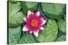 Zen - Lily Pads-Trends International-Stretched Canvas