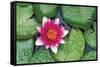 Zen - Lily Pads-Trends International-Framed Stretched Canvas