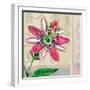 Zen Passion Flower II-Ricki Mountain-Framed Art Print