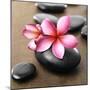 Zen Pebbles-null-Mounted Premium Photographic Print