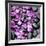 Zen Pebbles-null-Framed Photographic Print