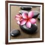 Zen Pebbles-null-Framed Photographic Print