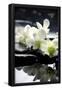 Zen Stones And Branch White Orchids With Reflection-null-Framed Poster