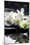 Zen Stones And Branch White Orchids With Reflection-null-Mounted Poster